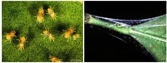 Esta imagem é uma composição de duas fotografias que ilustram a praga agrícola conhecida como ácaro-rajado (Tetranychus urtic