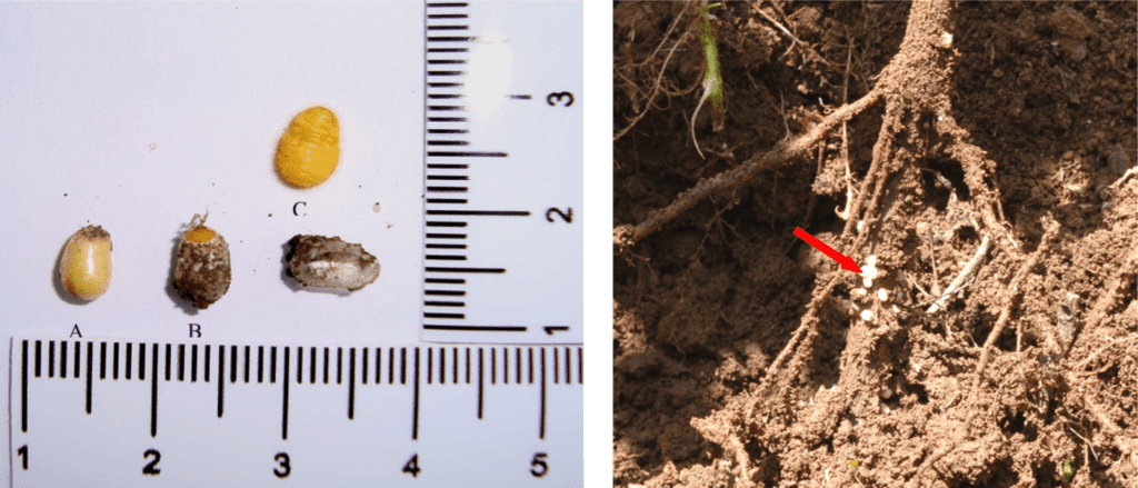 composição de duas fotografias que servem como um guia visual para a identificação de uma praga agrícola, prov