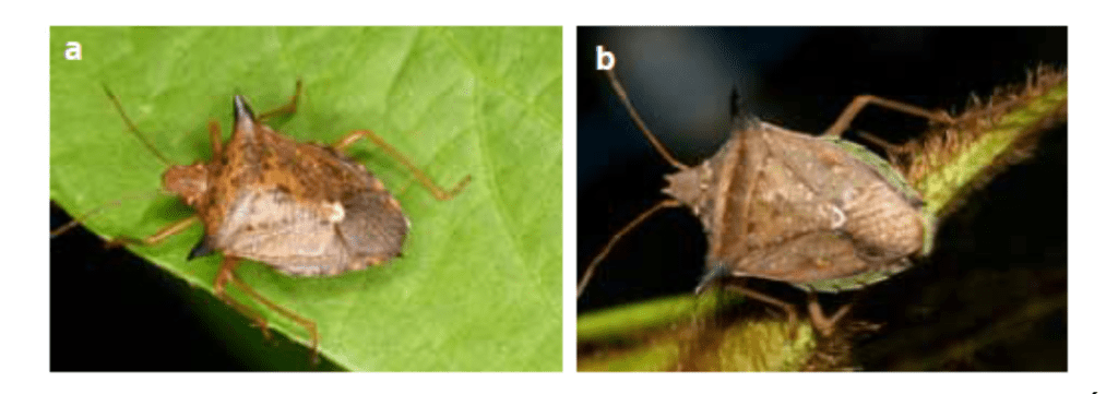 composição de duas fotografias, rotuladas como ‘a’ e ‘b’, que exibem em close-up o percevejo-marrom (provavelm