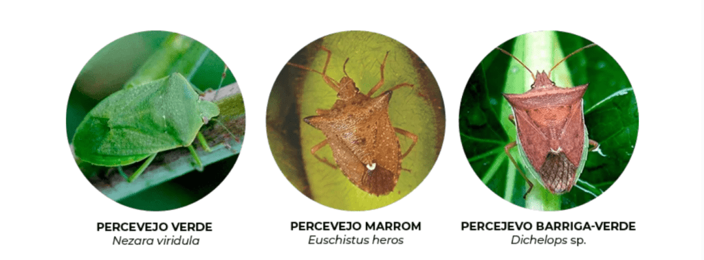 infográfico comparativo de três espécies de percevejos que são pragas agrícolas significativas. Apresentada