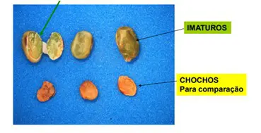 uma comparação visual didática entre diferentes tipos de sementes de soja, dispostas sobre um fundo azul para
