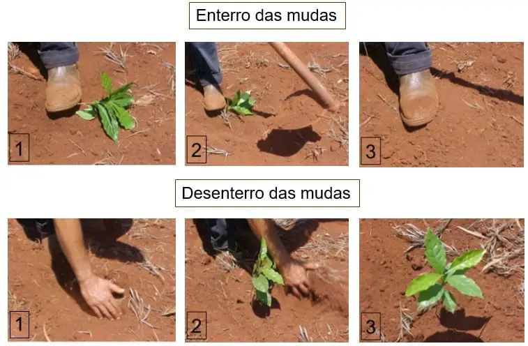 guia visual dividido em duas seções: “Enterro das mudas” e “Desenterro das mudas”. Cada seção apresenta uma seq