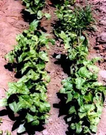 duas fileiras paralelas de uma cultura de hortaliças, possivelmente alface ou espinafre, plantadas em solo exp