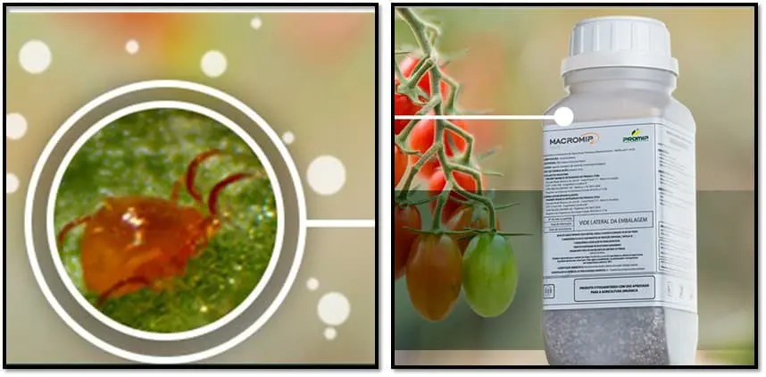 montagem dividida em dois painéis, projetada para ilustrar uma solução agrícola. No painel esquerdo, uma visão