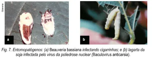 composição científica que ilustra a ação de entomopatógenos, agentes de controle biológico utilizados na agric