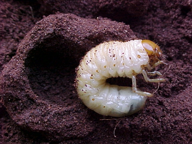 close-up detalhado de uma larva de besouro, popularmente conhecida como coró, sobre um solo escuro e granul
