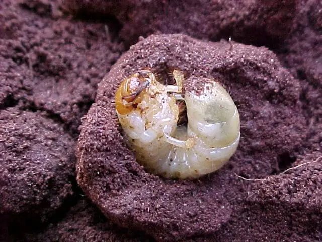close-up detalhado de uma larva de besouro, popularmente conhecida como coró ou pão-de-galinha, em seu habi
