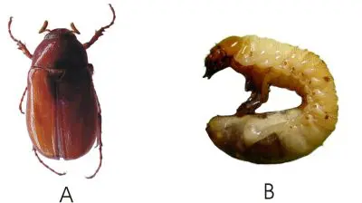 duas fases distintas do ciclo de vida de um inseto, provavelmente um besouro da família Scarabaeidae, conhecid