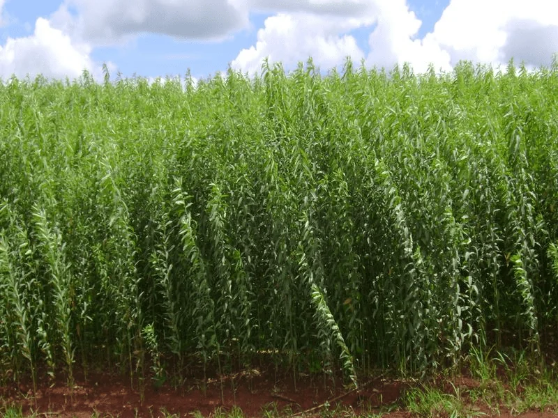 uma densa e vibrante plantação de crotalária (Crotalaria juncea), uma leguminosa amplamente utilizada na agric