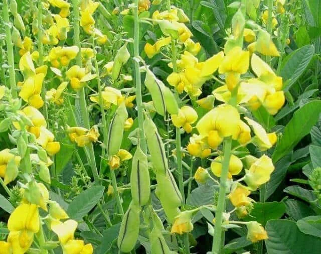 close-up de uma plantação de crotalária em estágio de floração e formação de vagens. Em primeiro plano, des