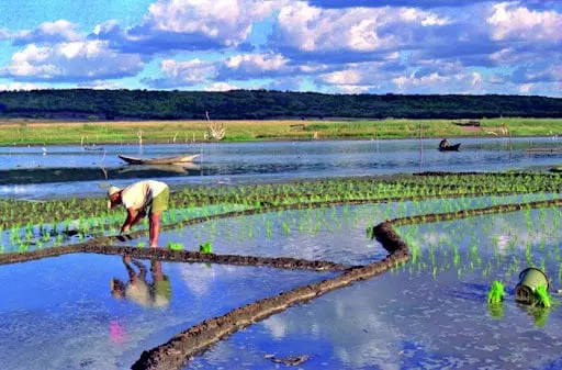 cena de agricultura manual em uma paisagem rural vibrante. Em primeiro plano, um agricultor, curvado e c