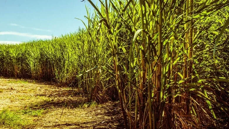 uma lavoura de cana-de-açúcar em um dia ensolarado. A perspectiva é de um ângulo baixo, na borda do canavial,