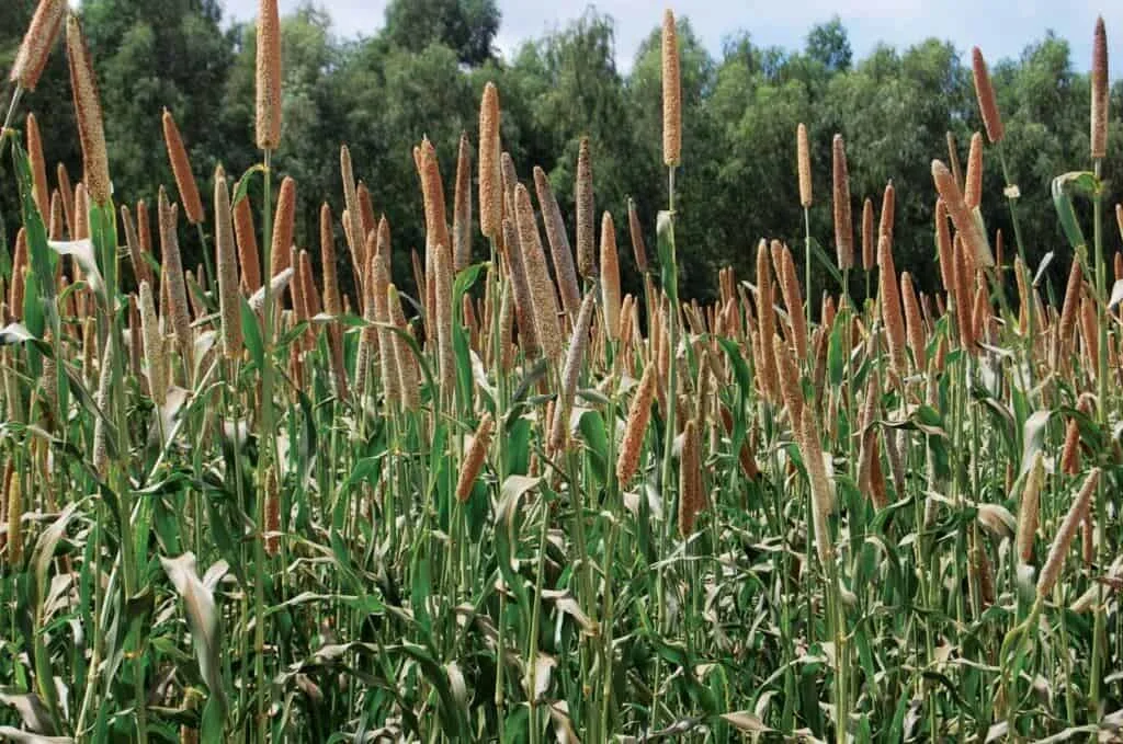 uma lavoura densa de milheto (Pennisetum glaucum) em um estágio avançado de desenvolvimento, provavelmente pró