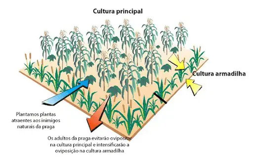 infográfico didático que ilustra a técnica agrícola da ‘cultura armadilha’ para o manejo integrado de pragas. N
