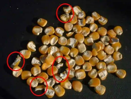 close-up de grãos de milho espalhados sobre uma superfície escura e lisa. Vários desses grãos apresentam da