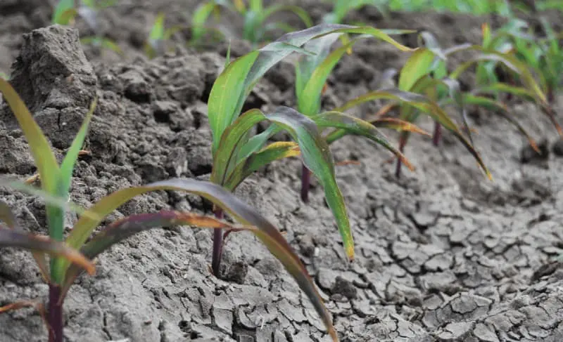 close-up de uma fileira de plantas jovens de milho em seus estágios iniciais de desenvolvimento, brotando d