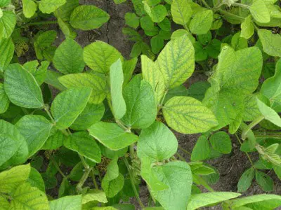 close-up de plantas de soja em uma lavoura, destacando folhas com sintomas claros de deficiência nutricion