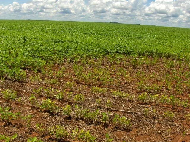 ampla lavoura de soja sob um céu parcialmente nublado, destacando um contraste nítido entre duas áreas d