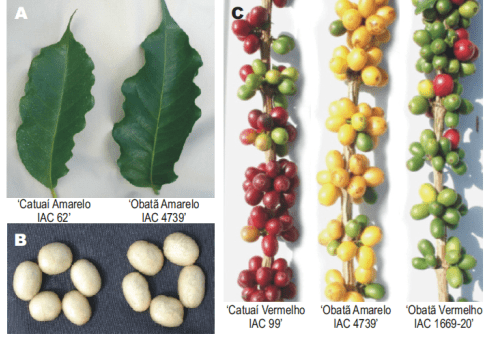 montagem comparativa que ilustra as características morfológicas de diferentes cultivares de café, especificam