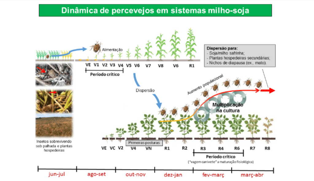 Dinâmica populacional de percevejos na rotação milho-soja
