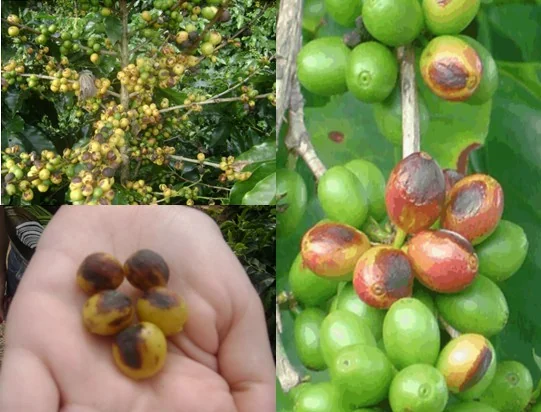 composição de três fotografias que ilustram os sintomas de uma doença fúngica em frutos de café, provavelmente