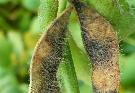 close-up detalhado de duas vagens de soja ainda presas à planta. As vagens apresentam sintomas severos de u