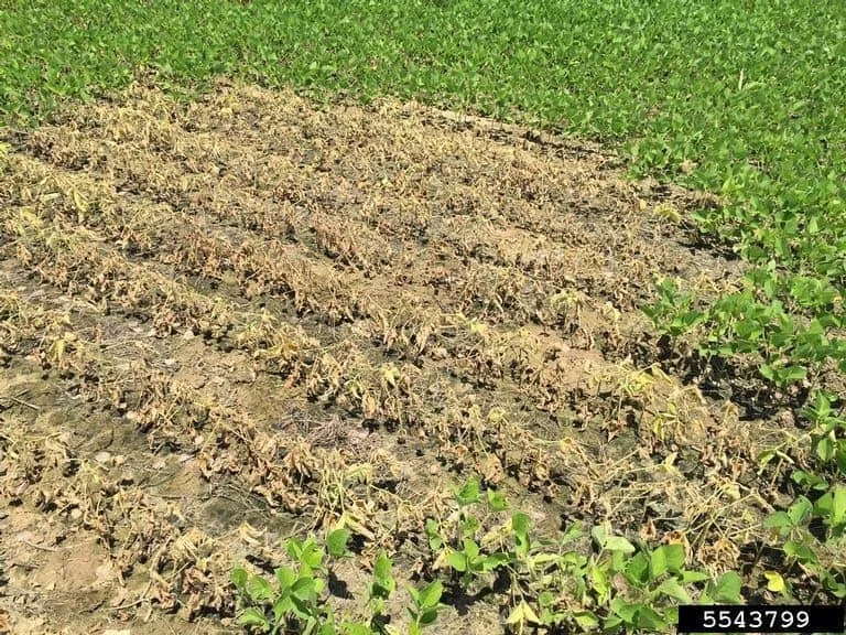 uma lavoura, provavelmente de soja, com uma clara distinção entre uma área saudável e uma área afetada. Em pri