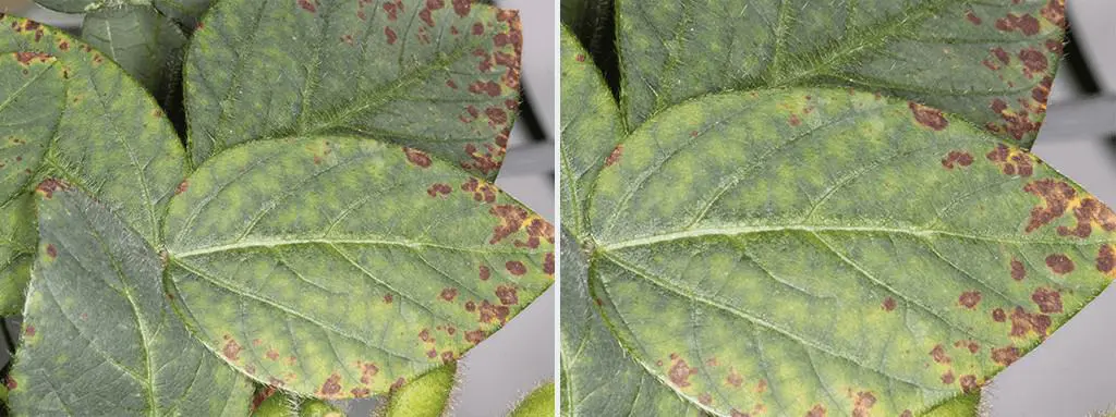 close-up detalhado de folhas de soja afetadas por uma doença foliar. As folhas, de um verde característico,