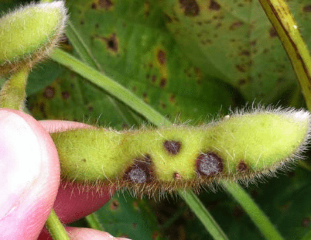 close-up de uma vagem de soja verde, coberta por finos pelos, sendo segurada pelos dedos de uma pessoa par