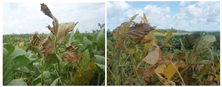 composição de duas fotografias que mostram em close-up plantas de soja em uma lavoura, exibindo sintomas sever