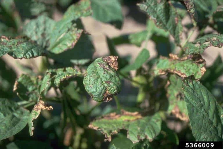 close-up de uma planta de soja severamente afetada por uma doença foliar. As folhas apresentam múltiplos si