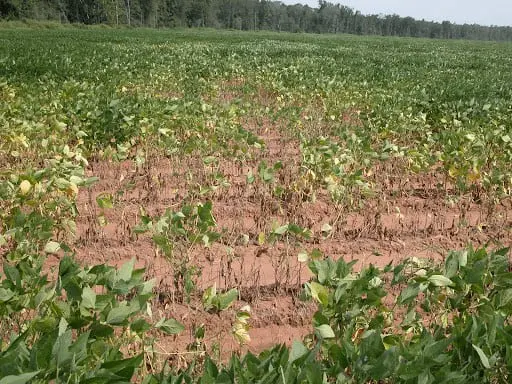 lavoura de soja com um problema localizado evidente. Em primeiro e segundo plano, uma grande área da pla
