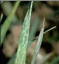 close-up detalhado de uma folha de uma planta de cereal, provavelmente trigo ou cevada, que apresenta sinto