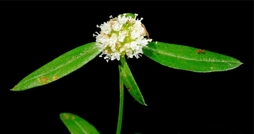 close-up detalhado da planta daninha conhecida como erva-botão (Borreria verticillata), isolada contra um f