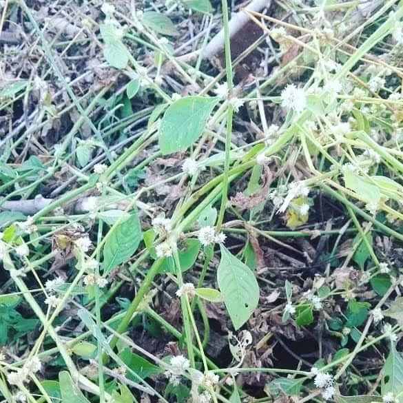 close-up da planta daninha conhecida como erva-de-pinto (Alternanthera tenella), uma infestante comum em