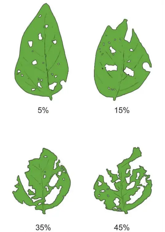 uma escala visual ilustrativa para avaliação do nível de desfolha em uma planta, provavelmente soja ou feijão,
