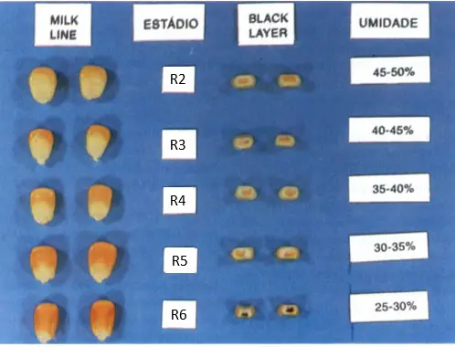 infográfico técnico que ilustra os estágios de maturação do grão de milho, correlacionando quatro indicadores c