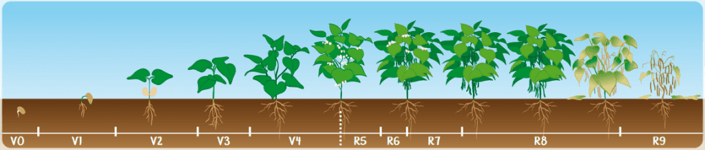 infográfico detalhado que ilustra as diferentes fases do ciclo de vida de uma planta leguminosa, muito provavel