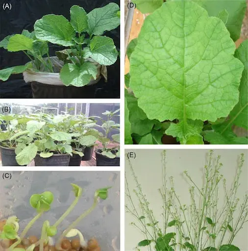 composição de cinco painéis (A, B, C, D, E) que documentam as diferentes fases do ciclo de vida de uma planta,