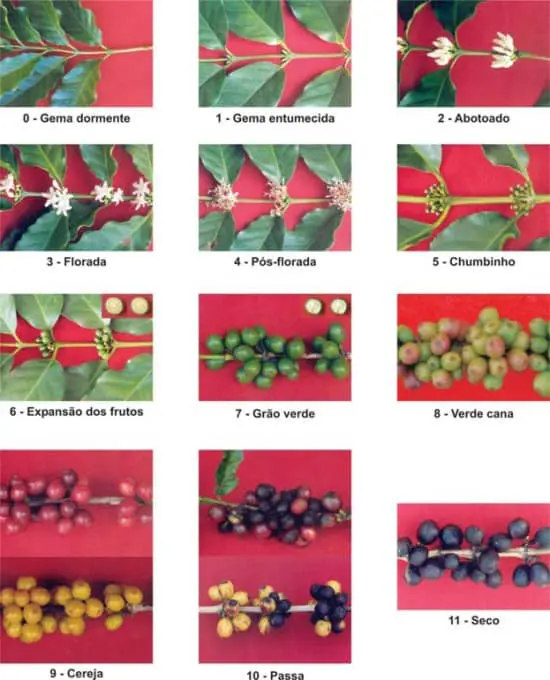 infográfico detalhado que ilustra os 12 estágios fenológicos do cafeeiro, desde a fase inicial de desenvolvimen
