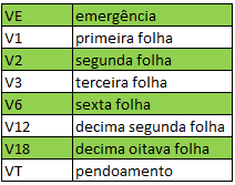 uma tabela didática que detalha os estágios de desenvolvimento vegetativo de uma cultura agrícola, muito prova