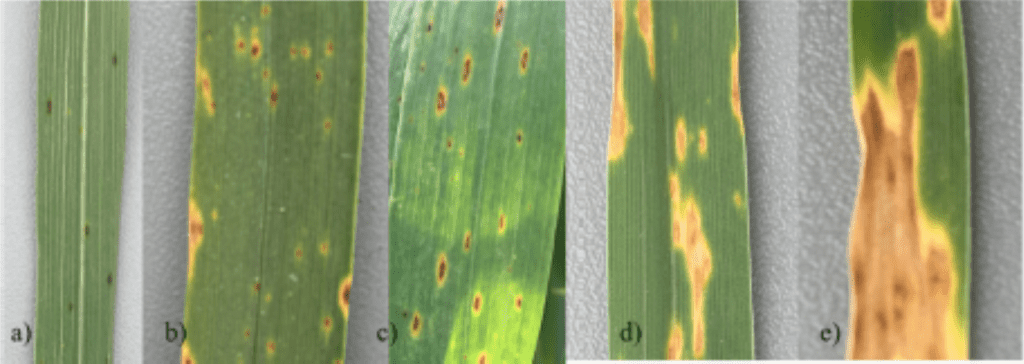 composição de cinco painéis, rotulados de ‘a’ a ’e’, que ilustram a progressão de uma doença foliar em uma pla