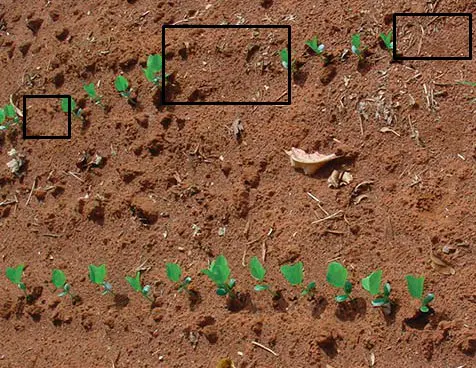 uma visão aproximada de uma lavoura em estágio inicial, com plântulas recém-germinadas dispostas em linhas.