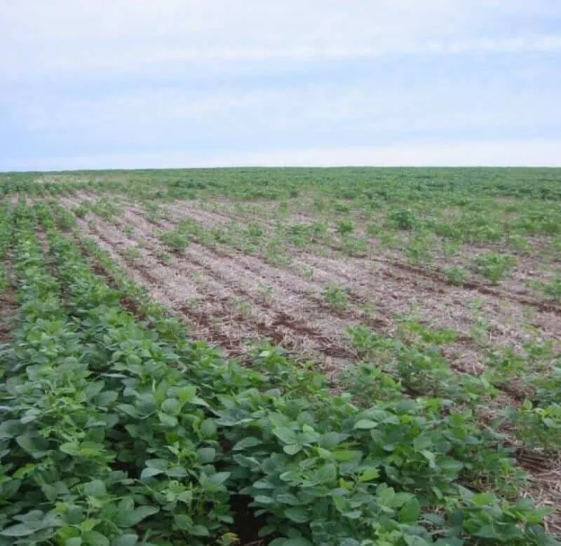 uma lavoura de soja em estágio inicial de desenvolvimento, com as plantas organizadas em linhas de plantio. Em