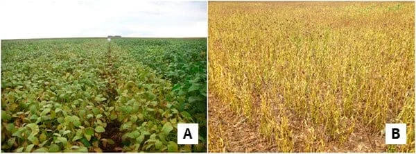composição de duas fotografias, lado a lado, que ilustram diferentes estágios de desenvolvimento de uma lavour