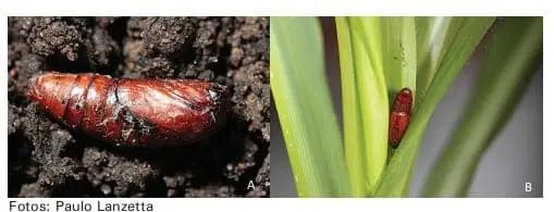 composição de duas fotografias, A e B, que ilustram duas fases distintas do ciclo de vida de uma praga agrícol