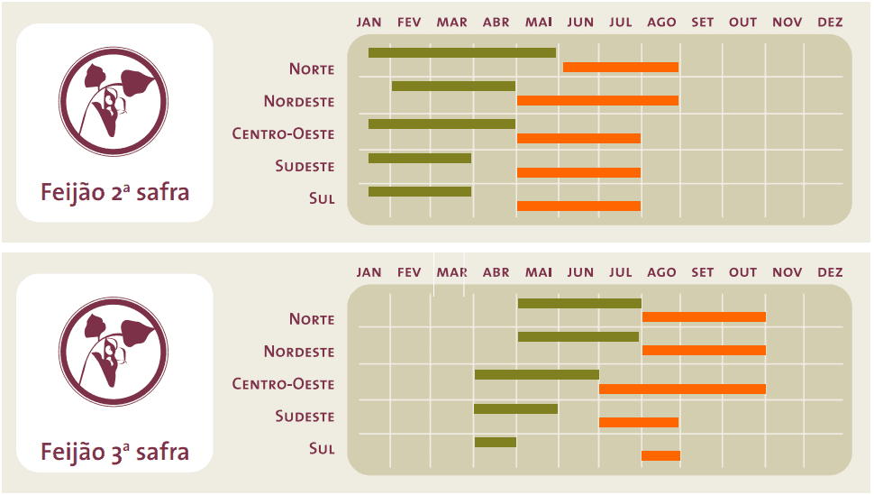 infográfico detalhado que apresenta o calendário agrícola para o cultivo de feijão da 2ª e 3ª safra no Brasil.