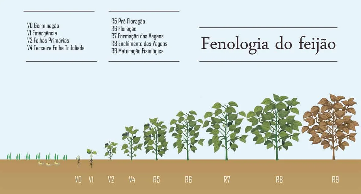 infográfico detalhado que ilustra a fenologia do feijão, ou seja, as diferentes fases do ciclo de vida da plant