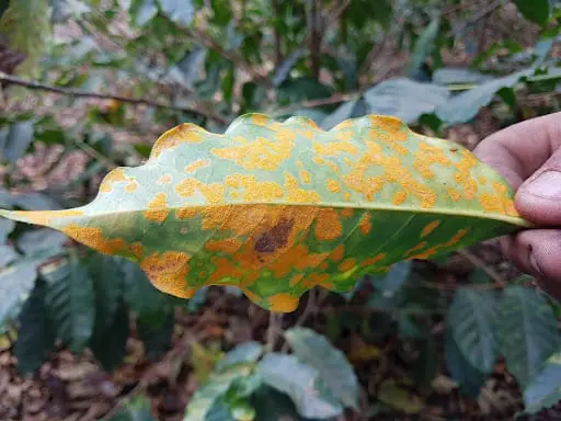 close-up de uma folha de cafeeiro sendo segurada por uma mão, destacando uma severa infecção por ferrugem-d