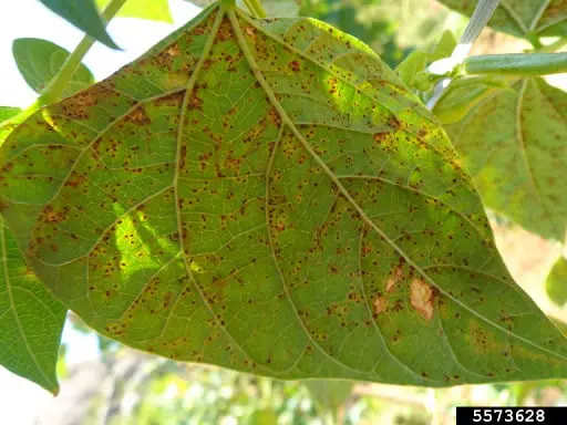 close-up detalhado de uma folha de planta, provavelmente de feijão ou soja, severamente afetada por uma doe